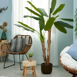 BANANA Bananier Vert