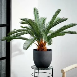 CYCAS Palmier Vert