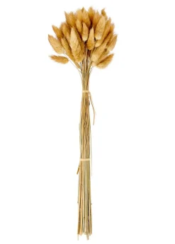 DAME JEANNE Dame Jeanne Brun