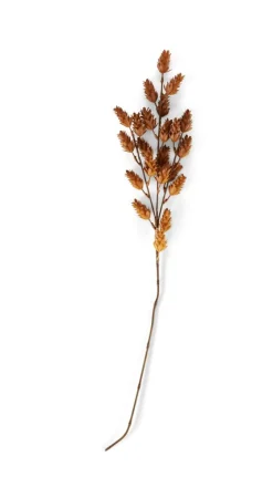 DAME JEANNE Dame Jeanne Brun