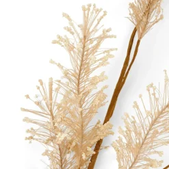 PAMPA Herbe Des Pampas Blanc